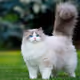 Fluffy cat