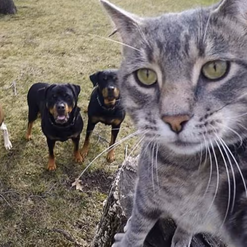 Cat VS Dogs