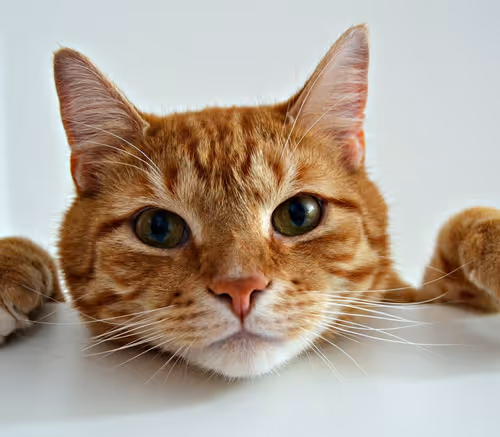 Catty