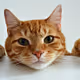 Catty
