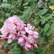 flowe