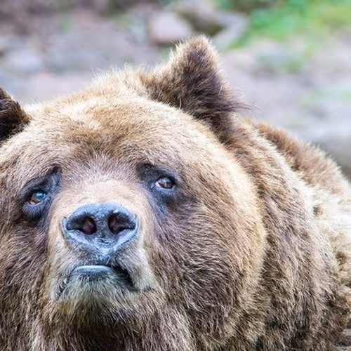 sad bear
