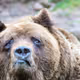 sad bear
