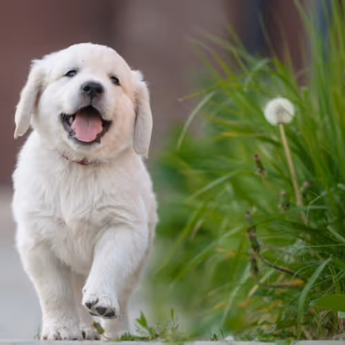 Cute puppy1