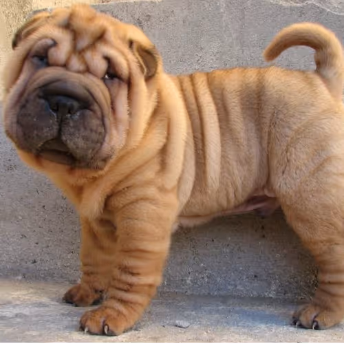 Shar Pei