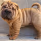 Shar Pei