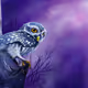 Fantasy Owl