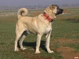 kangal
