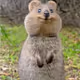 Quokka