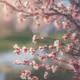 Spring Becomes Summer