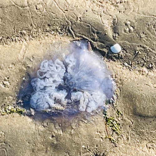 suus 'pulcher in Mars