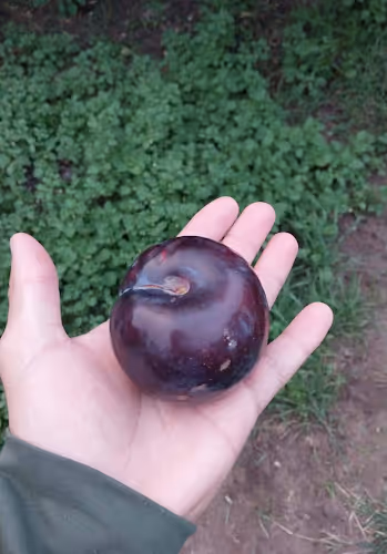 ciruela