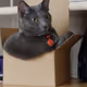 BOUSOU COCO