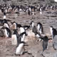 Penguin party