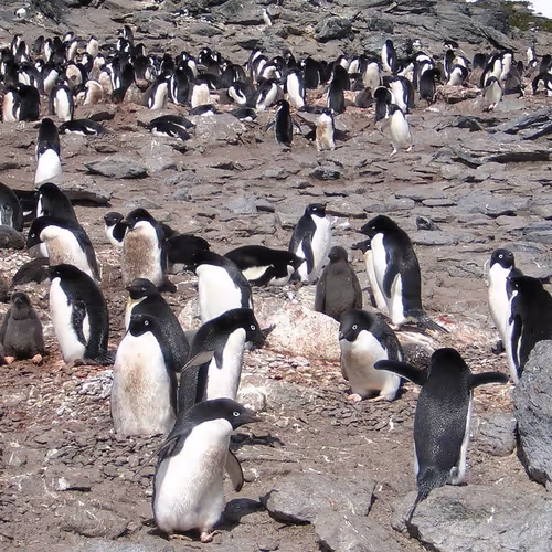 Penguin party