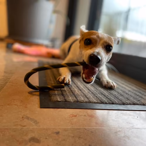 My Dog Khaleesi