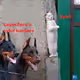 Zora Meme