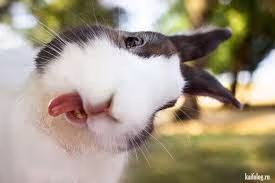 Hare