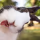 Hare