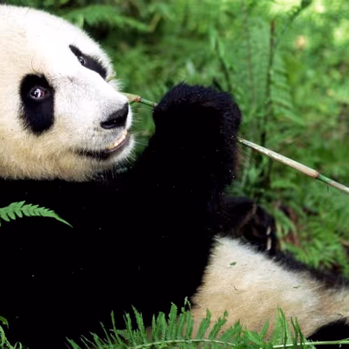 panda