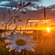 $imagine dawn in the field