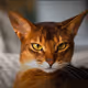 cats