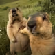 Beavers