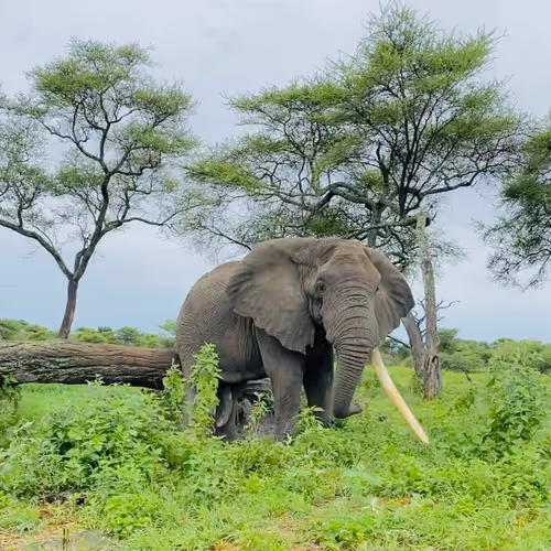 Graceful Giant: An Elephant's Serene Symphony in Nature