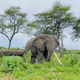 Graceful Giant: An Elephant's Serene Symphony in Nature
