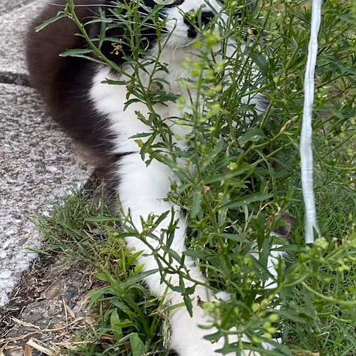 cat