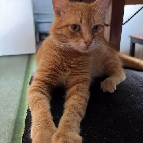 cat rizhik