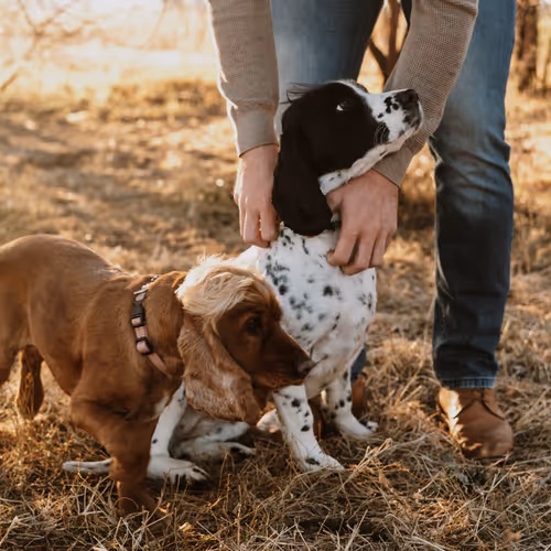 Spaniel