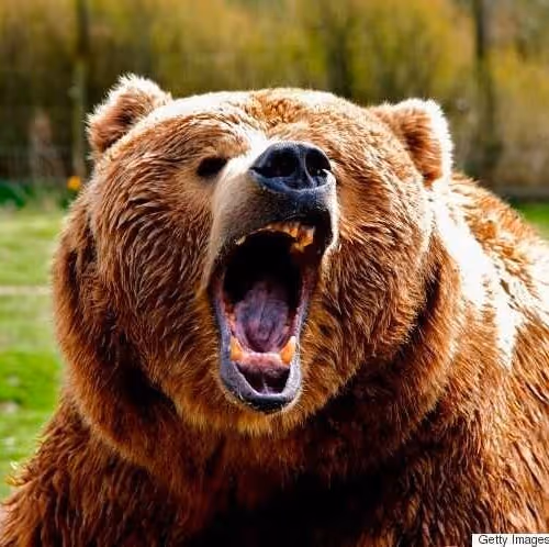 bear