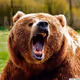 bear