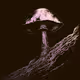 Exploring Mycofi