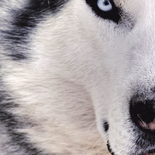 Wolfy