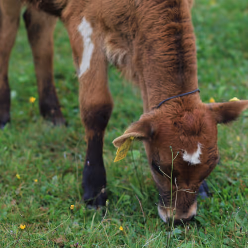Cow