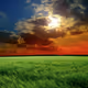 Grass field