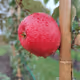 Apple Nice
