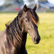 HORSES