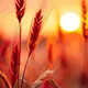 Wheat Nature