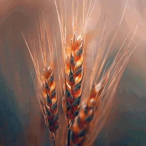 Wheat Nature