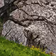 floret
