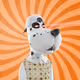 Funny DOGS