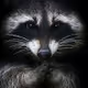 raccoon