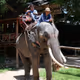 Elephan