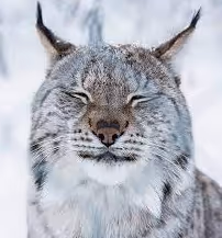 Lynx