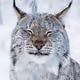 Lynx