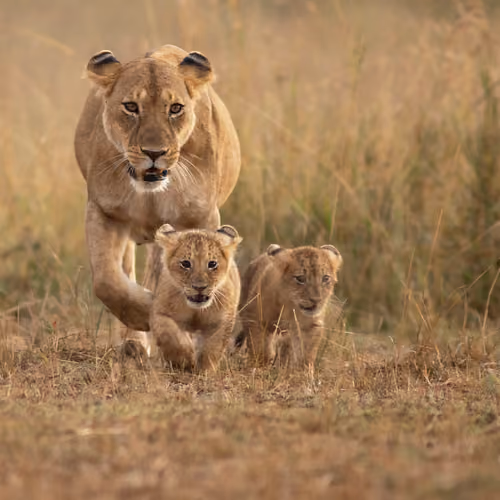 family