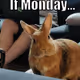 Monday
